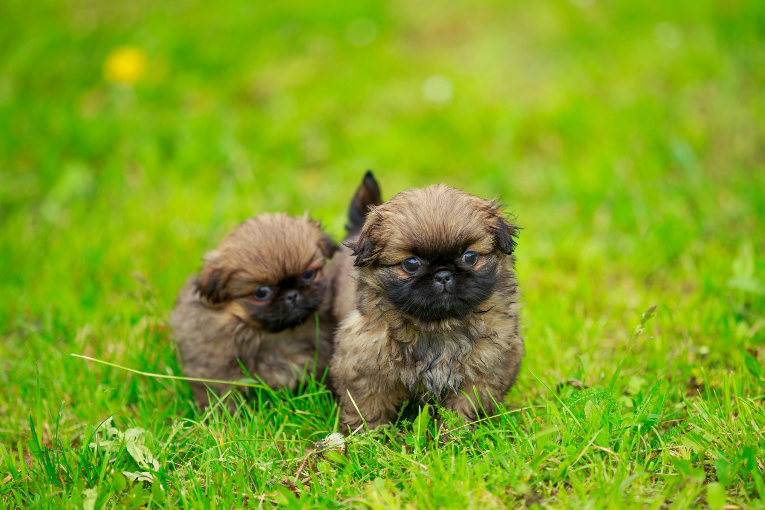 images of pekingese puppies