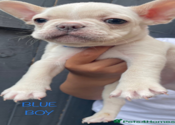 french bulldog mix with chihuahua