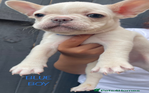 french bulldog mix with chihuahua