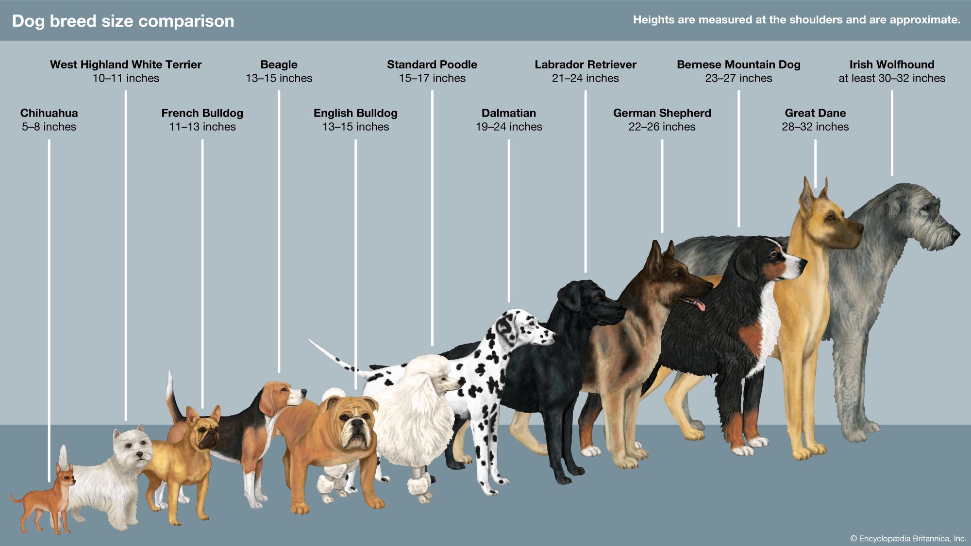 canine scientific name
