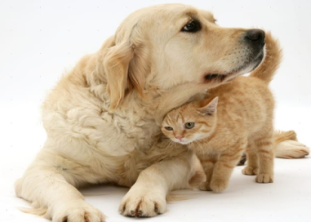 best dog breed with cats