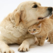 best dog breed with cats