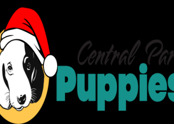 nationwide puppies ny