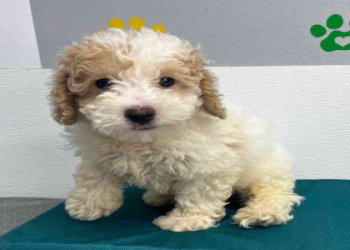 maltipoo for sale in texas