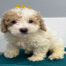 maltipoo for sale in texas