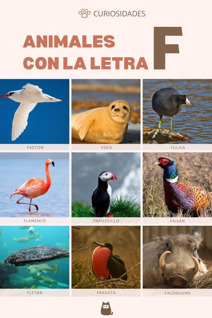 animales con f