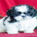 shih tzu puppies for sale chicago
