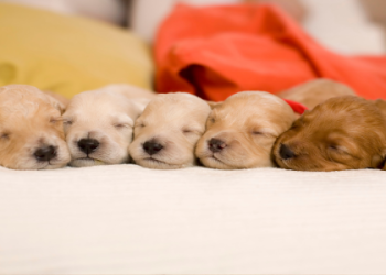 sites to find puppies