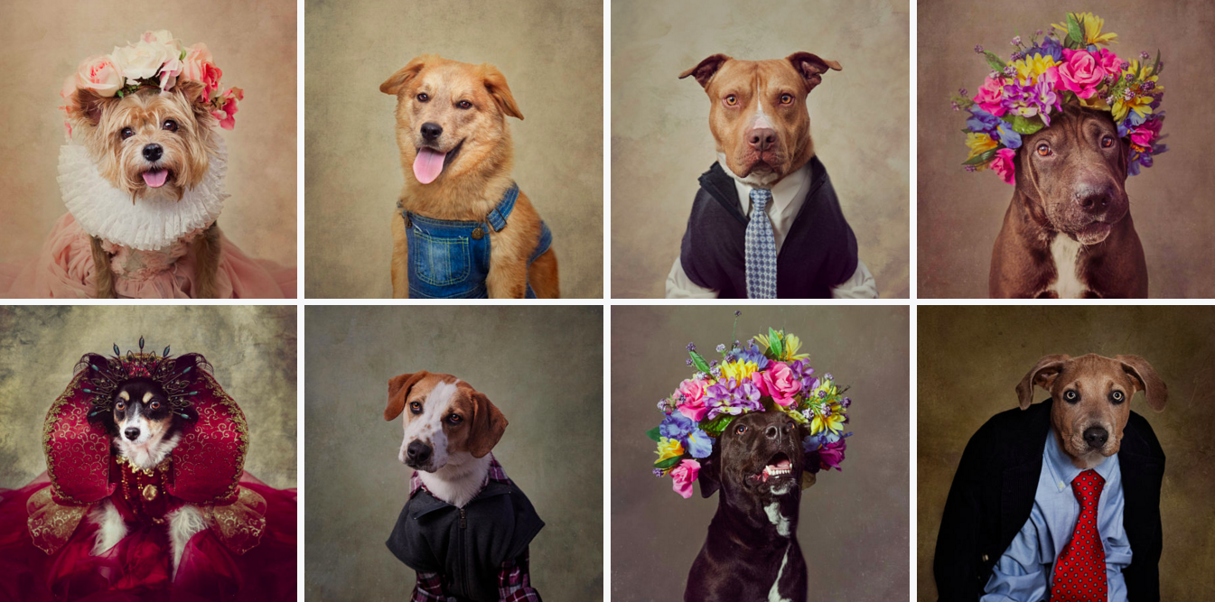 best dog portraits