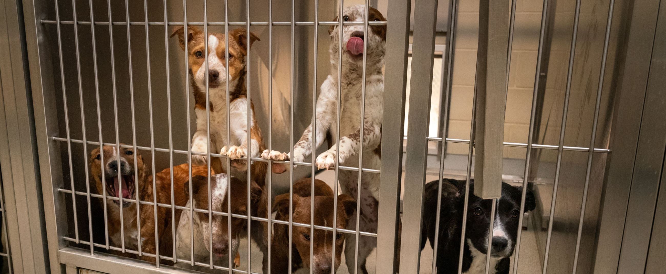 animal shelter pound