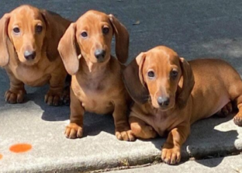 weiner dogs for sale los angeles