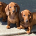weiner dogs for sale los angeles