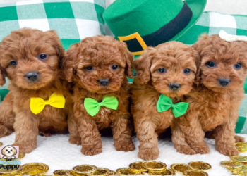 cavapoo puppies for sale under $500 in texas
