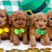cavapoo puppies for sale under $500 in texas