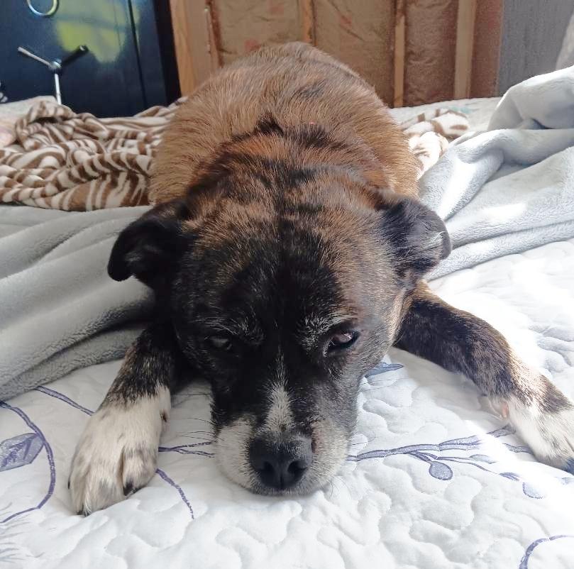 petfinder traverse city