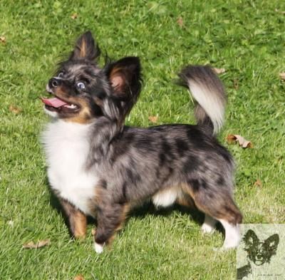 aussie chihuahua mix