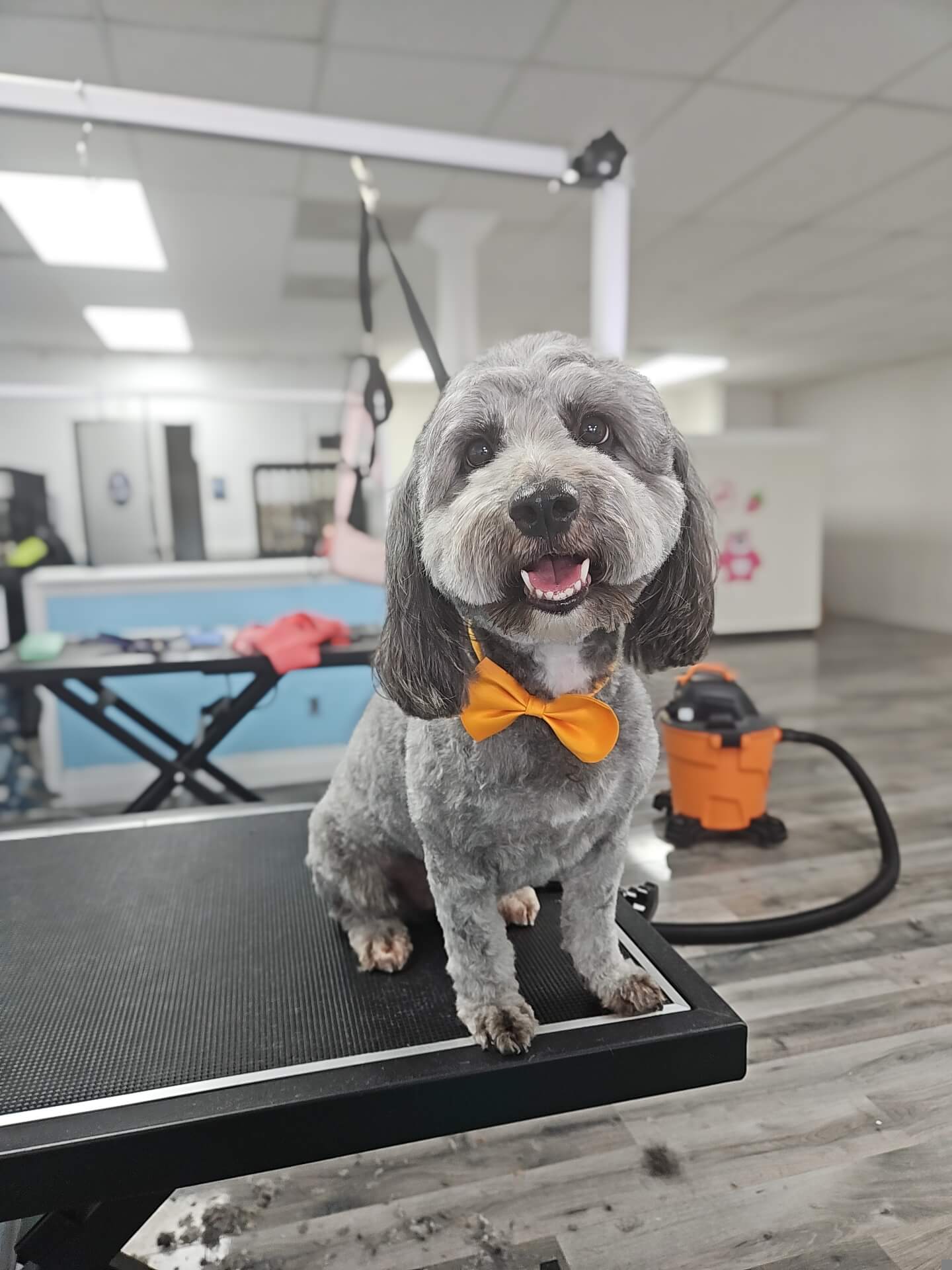dog grooming ontario ca