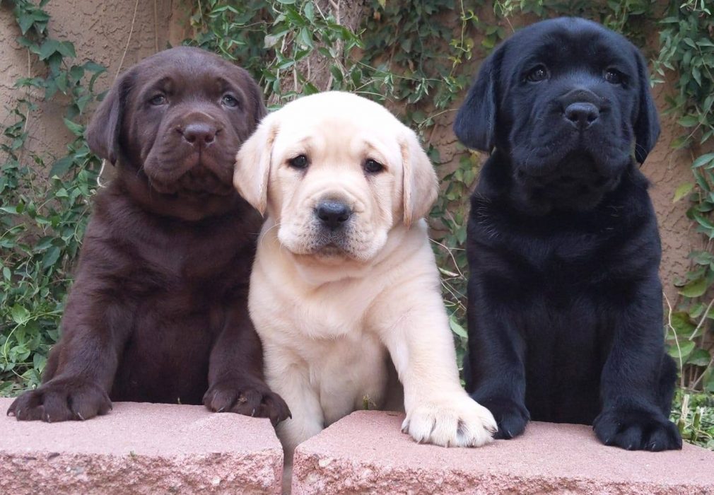 buy labrador puppy near me