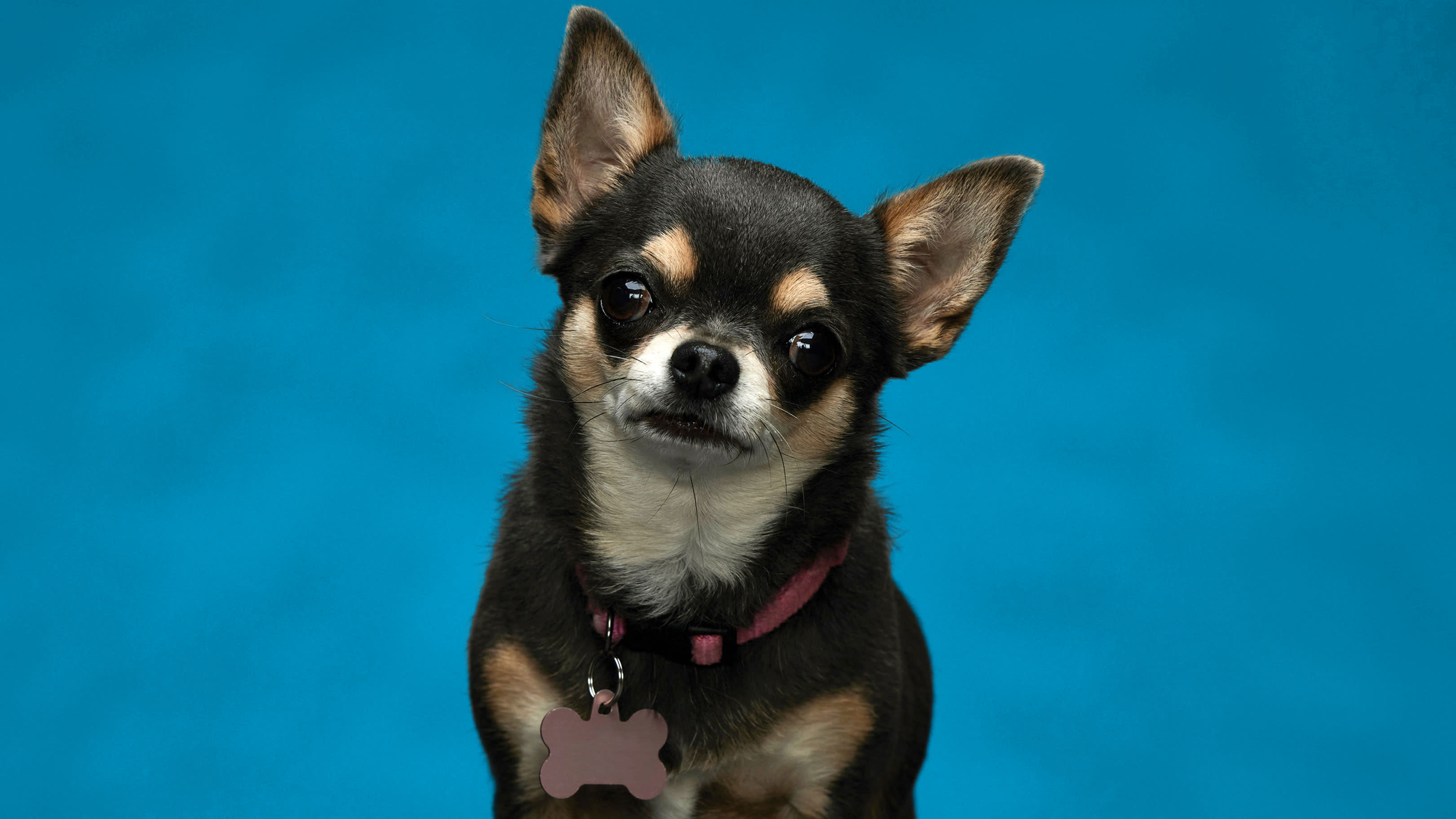 betty chihuahua