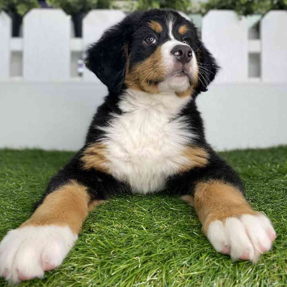 dogs and puppies for sale