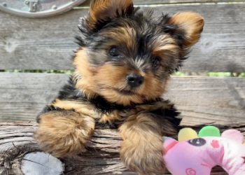 cheapest puppies for sale