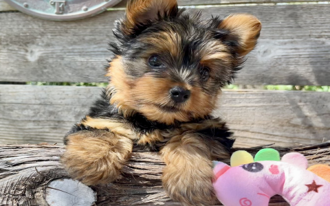 cheapest puppies for sale