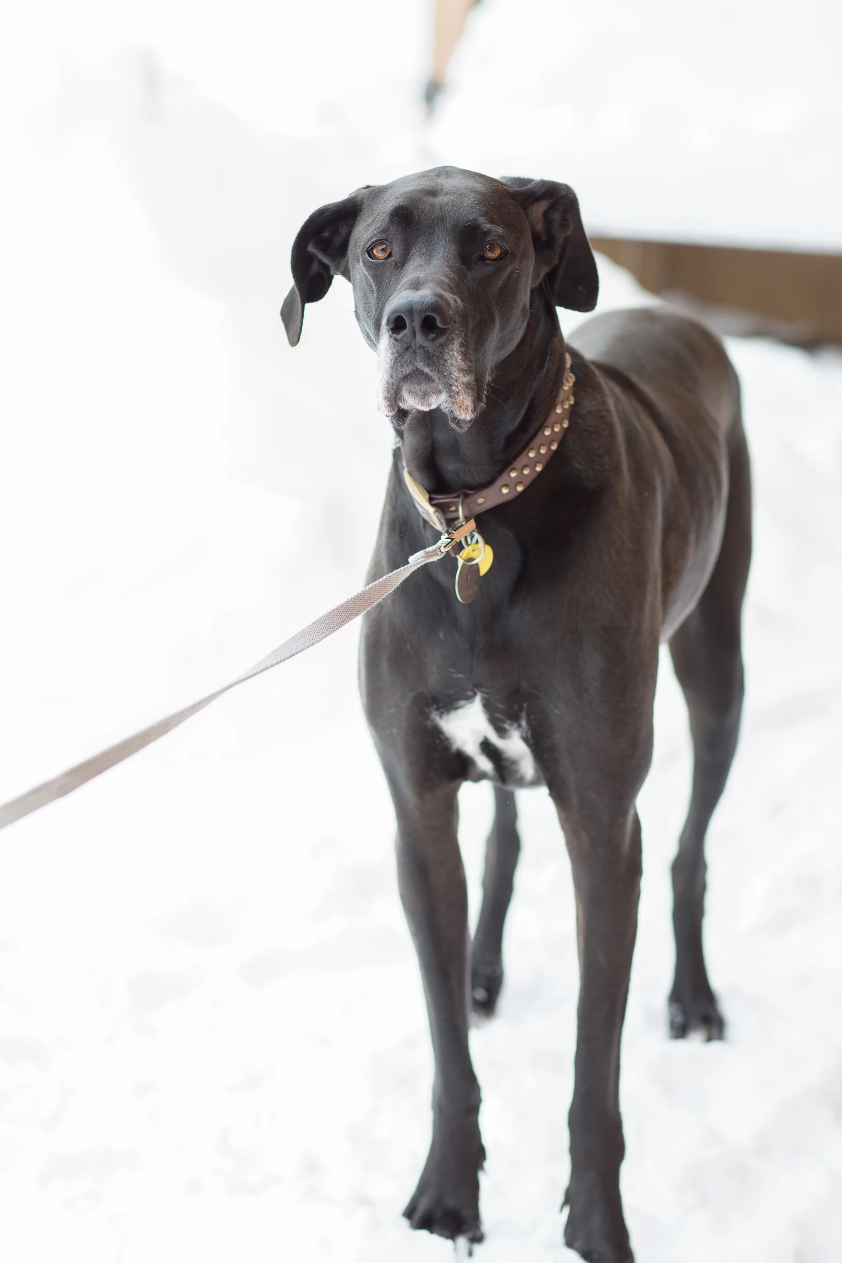 great dane rescue illinois