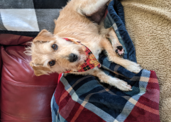 wheaten terrier and golden retriever mix