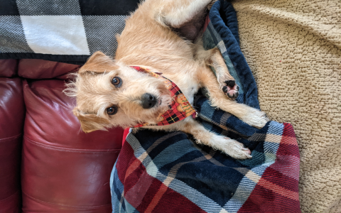 wheaten terrier and golden retriever mix