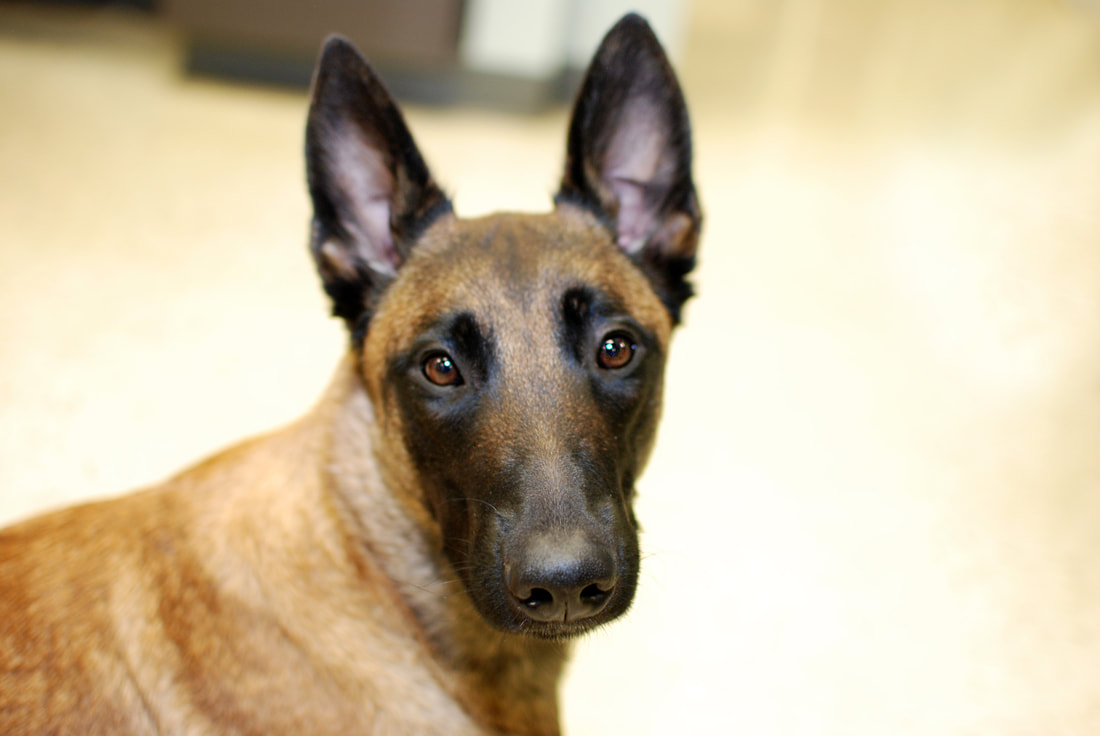 all about animals near me