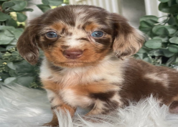 mini dachshund michigan