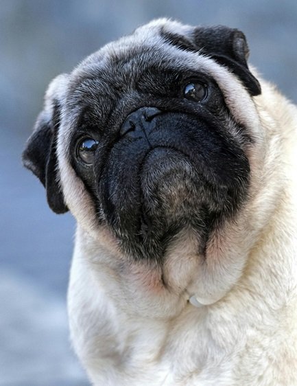 pug breed price in india