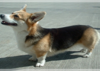 corgi breeders california