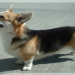 corgi breeders california