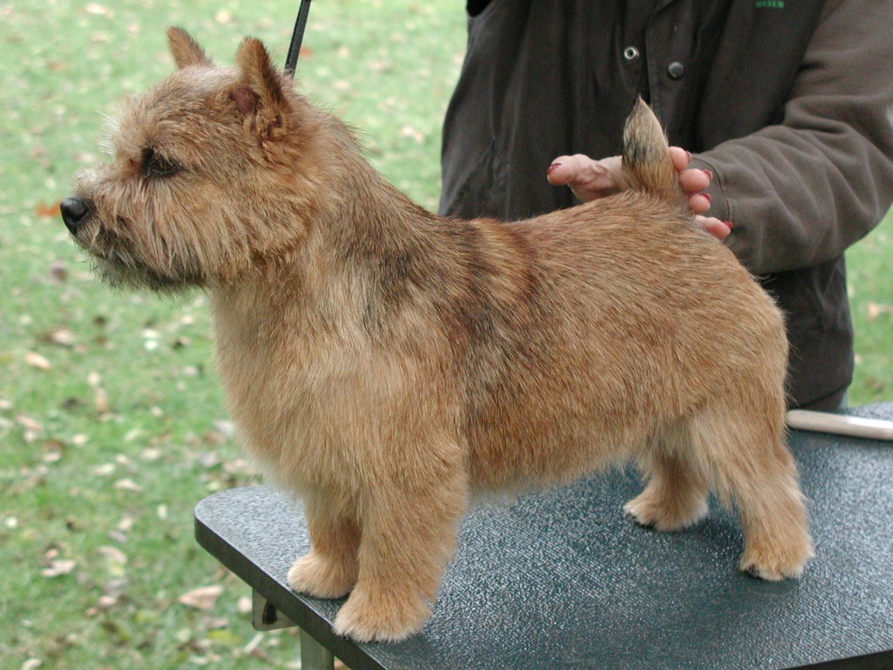 grooming norwich terrier