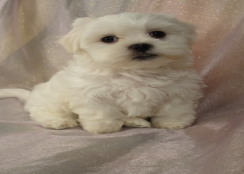 bichon mix for sale