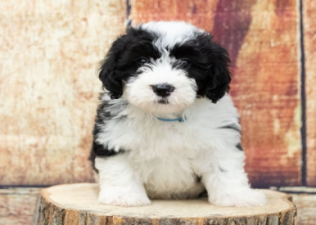california sheepadoodle