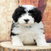 california sheepadoodle