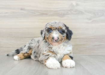 sheepadoodle near me