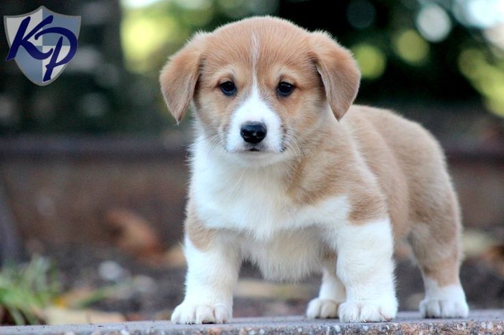 corgi and golden retriever mix for sale