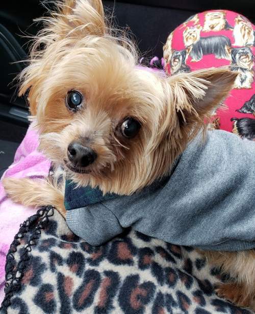 petfinder yorkshire terrier