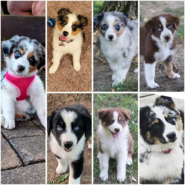 australian shepherd puppies indiana