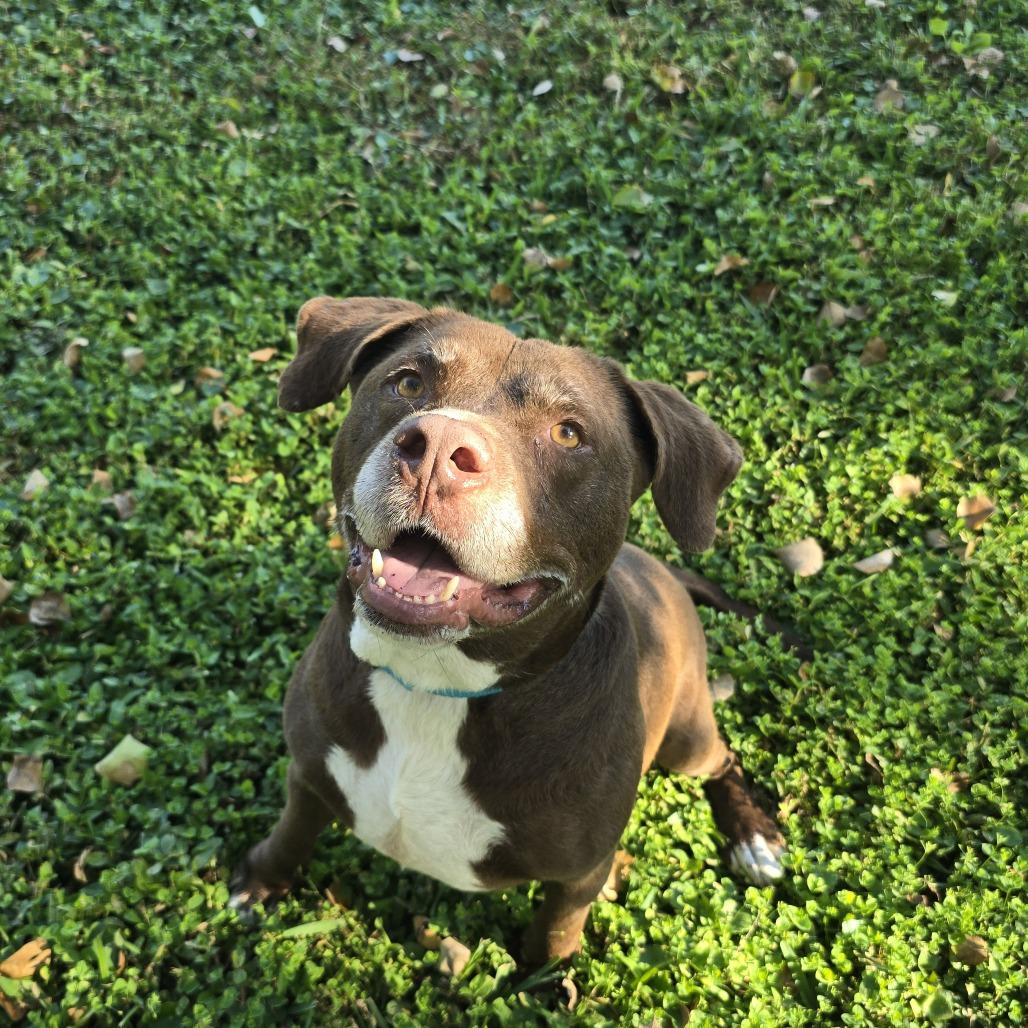 petfinder clearwater