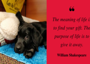 how to give your dog away