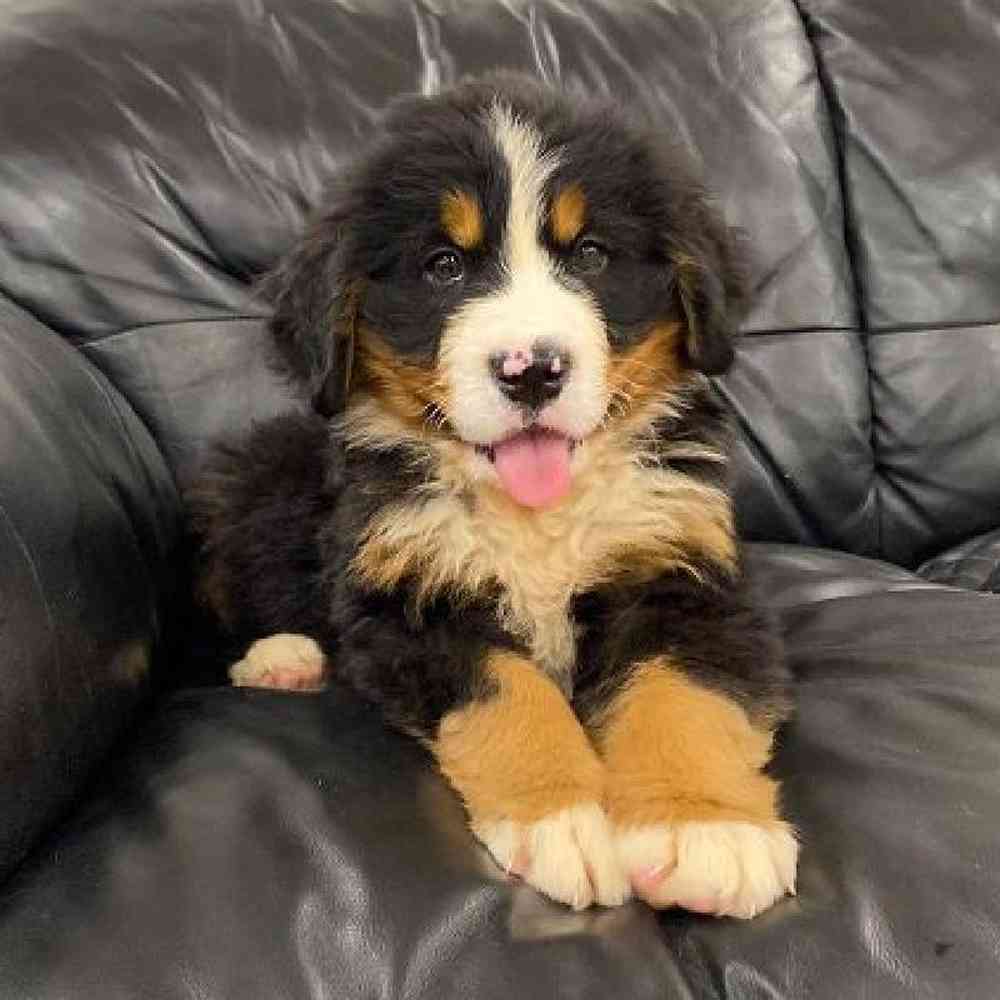 the perfect puppy rhode island