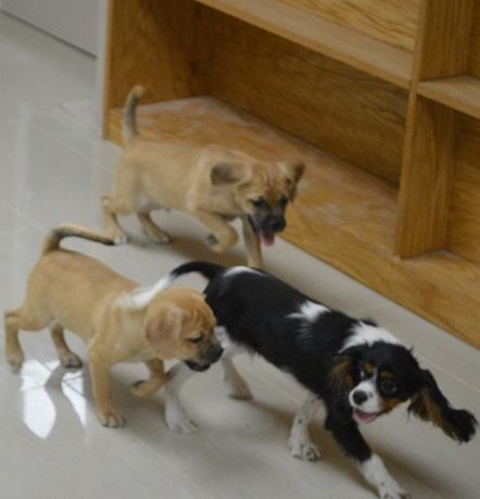 where can i play with puppies near me