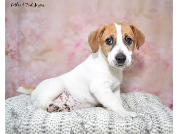 jack russell puppies for sale in florida