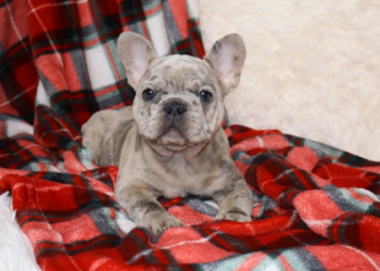 french bulldogs for sale in illinois