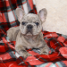 french bulldogs for sale in illinois