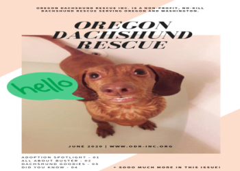 miniature dachshund rescue virginia